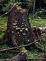 Image 6Fungus Climacocystis borealis on a tree stump in the Białowieża Forest, one of the last largely intact primeval forests in Central Europe (from Old-growth forest)