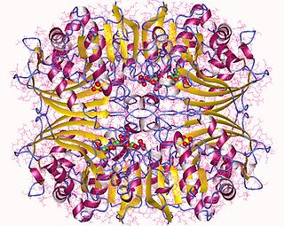 <span class="mw-page-title-main">Aspartate-semialdehyde dehydrogenase</span> Amino-acid-synthesizing enzyme in fungi, plants and prokaryota