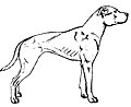 Thumbnail for File:American Pit Bull Terrier dog conformation line art 20191217.jpg