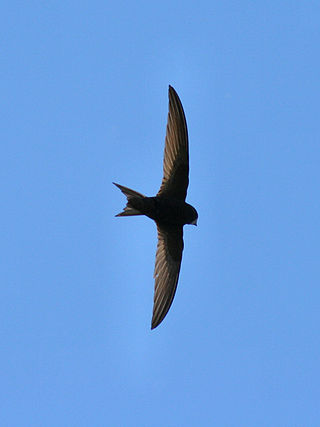 <span class="mw-page-title-main">Swift (bird)</span> Family of birds