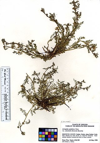 <i>Astragalus lemmonii</i> Species of legume