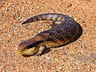 <span class="mw-page-title-main">Skink</span> Family of reptiles