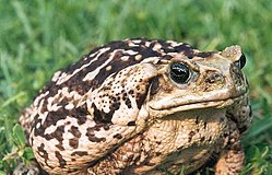 (лат. Bufo marinus)