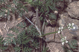 <i>Caucalis</i> Genus of plants