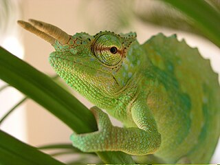 Cameroon sailfin chameleon species of reptile