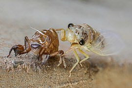 Cicadidae with exuvia, immediately after moulting, in Laos, front view.jpg