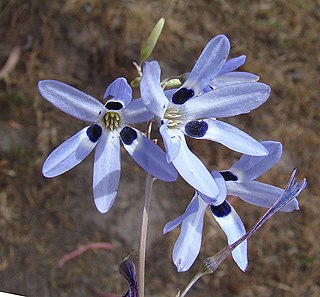 <i>Conanthera</i> Genus of flowering plants