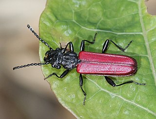 <span class="mw-page-title-main">Cucujidae</span> Family of beetles