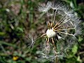 * Nomination A Taraxacum sp. (dandelion) clock. --Mark (Mschel) 19:01, 4 November 2007 (UTC) * Decline Noise levels, focus and exposure are all suboptimal. Lycaon 19:05, 4 November 2007 (UTC)