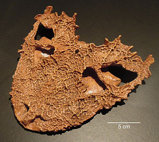 <span class="mw-page-title-main">Ankyramorpha</span> Extinct clade of reptiles