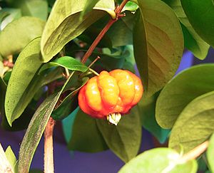 Suurinamkäärs (Eugenia uniflora)