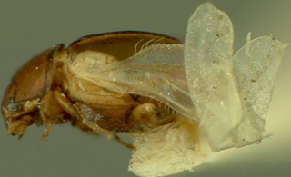 <span class="mw-page-title-main">Eupsilobiidae</span> Family of beetles