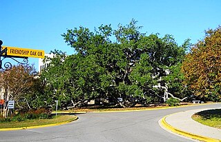 Friendship Oak Large oak tree in Long Beach, Mississippi