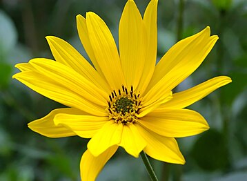 Jerusalem artichoke (H. tuberosus)