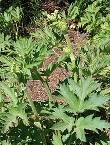 The leaves are up to 40 cm (16 in) across and divided into lobes. Heracleum lanatum buds.jpg