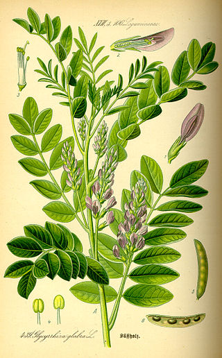 <span class="mw-page-title-main">Liquorice</span> Root of Glycyrrhiza glabra