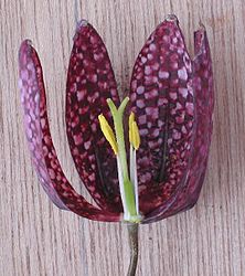 Bovenstandig vruchtbeginsel van kievitsbloem; 2 bloembladen en een meeldraad zijn verwijderd om beter zicht te krijgen op de bloemonderdelen. Deze bloem heeft een bovenstandig vruchtbeginsel dat uit drie hokken bestaat.