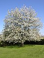 22 mars 2010 Quelle surprise : c'est encore le printemps ! Étonnant, non ? 19, 20 et 21 mars : trois dates « probables » pour l'équinoxe de printemps dans l'hémisphère nord.