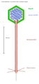 Dwars dörsneden dör en Lambda-Phage (Virusfamilie Siphoviridae, Schema)