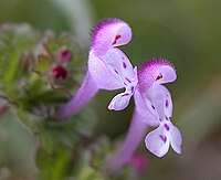 Lamium amplexicaule