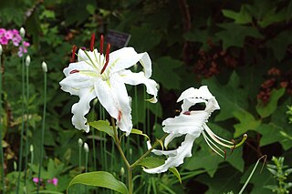 <i>Lilium speciosum</i> Species of plant