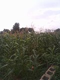 Thumbnail for File:Maize farm2024.jpg