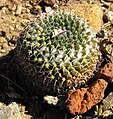 Mammillaria marksiana