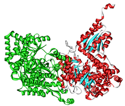 Humane L-Methylmalonyl-CoA-Mutase