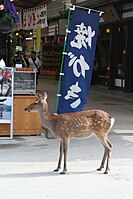 Miyajima Deer Sep08.jpg