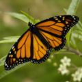 Monarch Butterfly Danaus plexippus