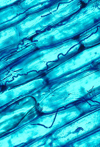 <span class="mw-page-title-main">Plant use of endophytic fungi in defense</span>