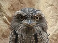 Tawny frogmouth