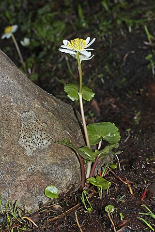 <i>Caltha leptosepala</i> Species of flowering plant