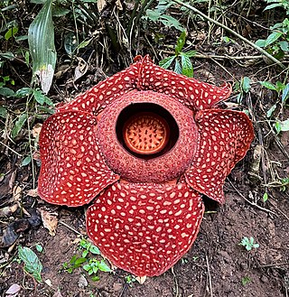 <i>Rafflesia arnoldii</i> Species of flowering plant