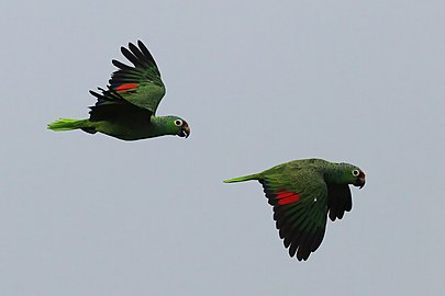 Two A. autumnalis salvini (red-lored parrots) flying together