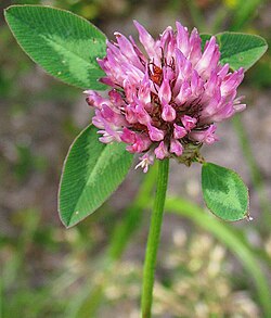 Raudonasis dobilas (Trifolium pratense)