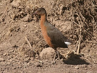 Rougets rail Species of bird