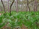 In Manatee Springs State Park, Florida