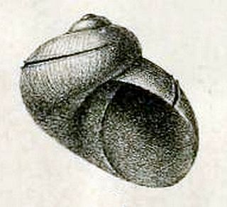 <i>Scissurella jucunda</i> Species of gastropod