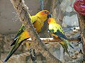 * Nomination A Sun Parakeet (Aratinga solstitialis) at the Jerusalem Biblical Zoo --SuperJew 10:37, 20 May 2013 (UTC) * Decline Below 2 megapixel. --Tuxyso 12:15, 20 May 2013 (UTC)