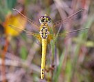 Sympetrum fonscolombii (Frühe Heidelibelle, unreifes Männchen) [D]