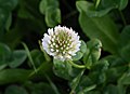 * Nomination Flower of a White Clover -- Alvesgaspar 19:06, 28 April 2013 (UTC) * Promotion OK --Rjcastillo 23:45, 28 April 2013 (UTC)