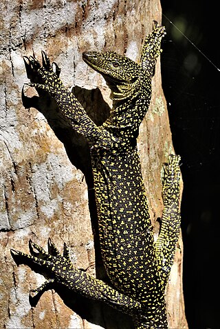 <span class="mw-page-title-main">Mariana monitor</span> Species of lizard