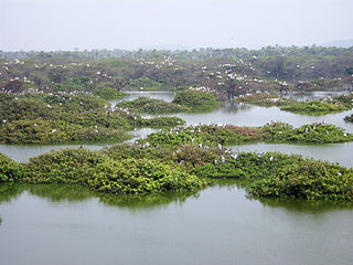 <span class="mw-page-title-main">Vedanthangal Bird Sanctuary</span> Protected area in Tamil Nadu, India