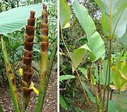 Inflorescences and leaves