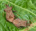 Zuringwants (Coreus marginatus)