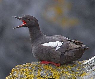 <span class="mw-page-title-main">Litusilvanae</span> Hypothetical clade of neoavian birds