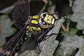 * Nomination Blaugrüne Mosaikjungfer (Southern Hawker), Männchen - Aeshna cyanea. --Hockei 19:31, 27 April 2013 (UTC) * Promotion Good Quality. --Christian Ferrer 11:47, 05 May 2013 (UTC)