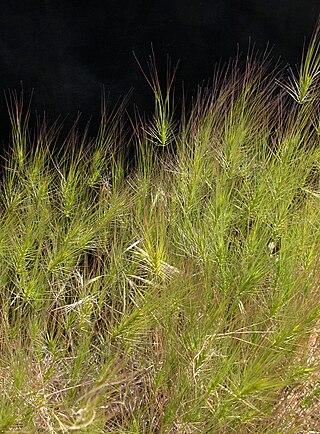 <i>Taeniatherum</i> Genus of grasses