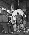 Image 5Cotton being processed in Niono into 180 kg (400 lb) bales for export to other parts of Africa and to France, c. 1950 (from Mali)